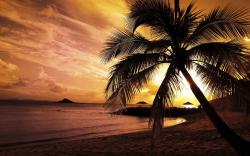 Sunset Beach Palm