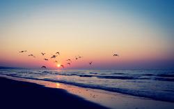 Sunset Birds Sea Beach HD Wallpaper