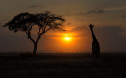 Sunset Giraffe Tree Photo