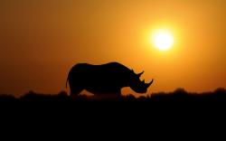 Sunset rhino