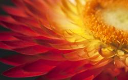 Sunshine in petals Wallpapers Pictures Photos Images. «