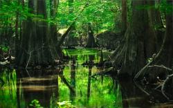 Forest tree swamp