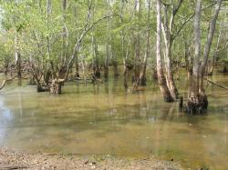 Landscape: regularly-flooded Swamp ...