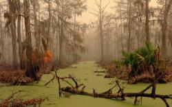Swamp Pictures