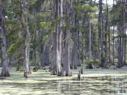 Swamp in southern Louisiana