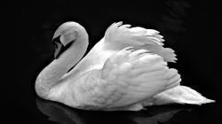 White Swan Photo Wallpaper #155149 - Resolution 1920x1080 px