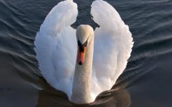 Swan In Lake wallpaper
