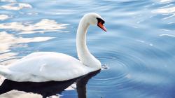 White Swan Bird Pond Animals Wallpapers