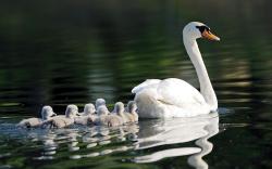 Swan Family Swim