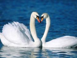 Swans, despite their enticing beauty, can be very ferocious and damaging animals. Photo