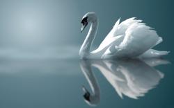 Swan - animals Wallpaper