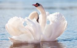 Animal - Mute Swan Wallpaper