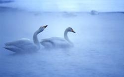 Swans Morning Fog