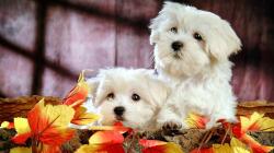 Download Free Wallpapers Backgrounds - Sweet White Puppies Dogs HD Wallpapers