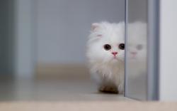 Download Sweet White Persian Kitten Photo wallpaper in Animals wallpapers with all resolutions: