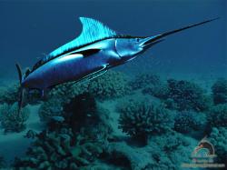 Common Name. ﻿Swordfish﻿
