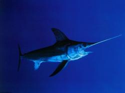 A swordfish impaled a Hawaiian fisherman after having been speared by the fisherman itself, state officials said on Saturday.