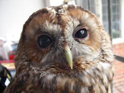 tawny owl, strix aluco, sita