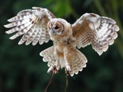 ... Young Tawny Owl in Flight | by mikepotter1064