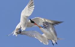 Terns Seabirds Kiss Love