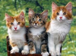 Three-Cute-Kittens