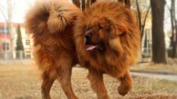 Tibetan Mastiff- Photo#07