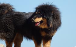 ... top 10 Tibetan Mastiff Desktop Wallpapers. These free downloadable wallpapers are HD and available varying range of sizes and resolutions.