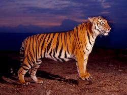 Tiger Day starts an Avaaz petition to close Chinese tiger farms