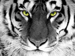 Tiger Wallpaper - tigers Wallpaper