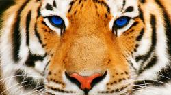 Tiger Face HD