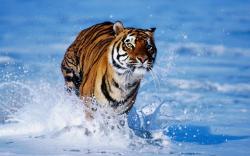 Tiger - tigers Wallpaper