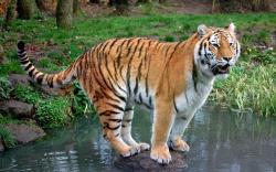 Image for Tiger Images