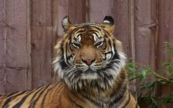 Tiger angry eyes