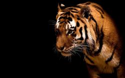 Free Download Wallpapers Website Background Hd X Animals Tiger In