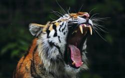 Tiger Big Mouth