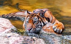 Tiger chill in water
