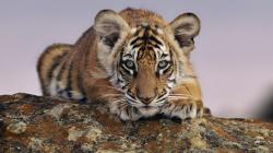 Tiger cub wallpaper 1920x1080