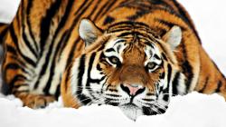 Tiger HD 1080p