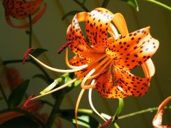 Tiger Lily Flower