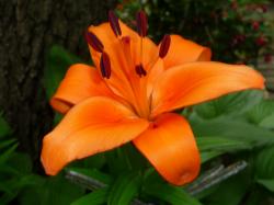Tiger Lily Flower ...