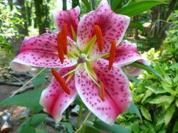 Tiger Lily Flower White Lily Flower Lily Xp Wallpaper