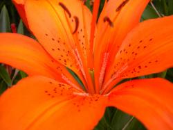 Tiger Lily Flower 30839 1600x1200 px