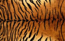 tiger body skin pattern background pctures