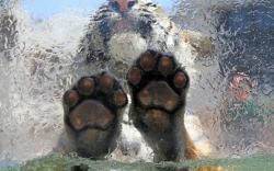 Tiger paws underwater
