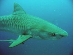 Next question: Do tiger sharks attack humans? According to SharkSurvivor.com, “the tiger shark has attributed to 29 deaths out of 116 recorded attacks since ...