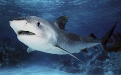 DOWNLOAD: tiger shark wallpaper free picture 2560 x 1600