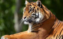 Tiger sunbath