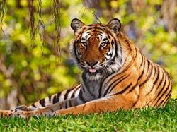 Tiger relaxing on the grass in the jungle.