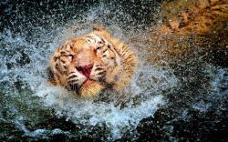 Tiger water fun