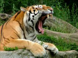Siberian tiger yawning yigres cute animals